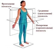 Оси и плоскости тела человека